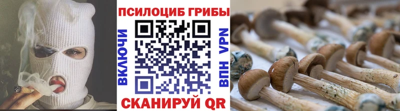 Псилоцибиновые грибы Cubensis  где продают наркотики  Шарья 
